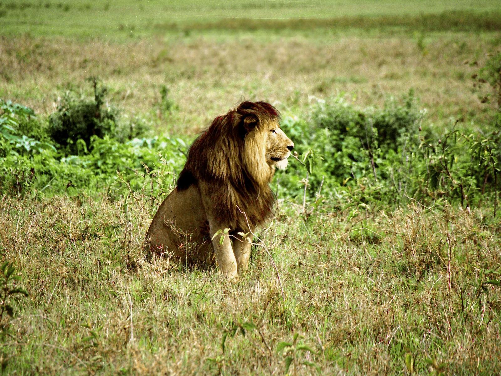 Safari tanzanie: découvrir la Ngorongoro Conservation Area