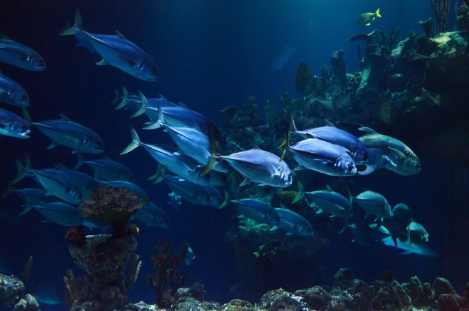Aquarium 30 litres : Comment choisir le meilleur aquarium de 30 litres